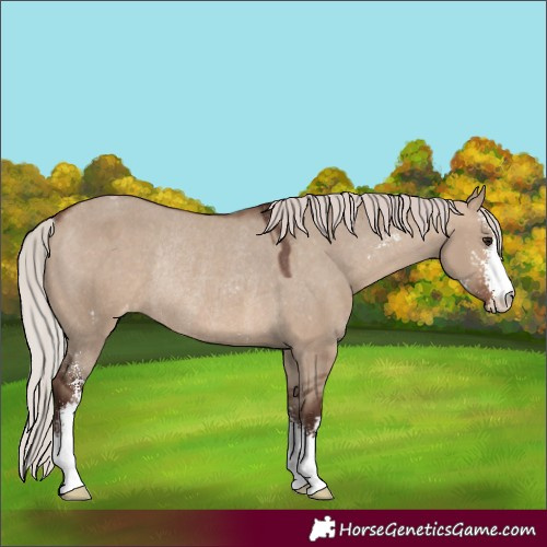 Horse Color:Silver Brown Dun Sabino Varnish Rabicano 