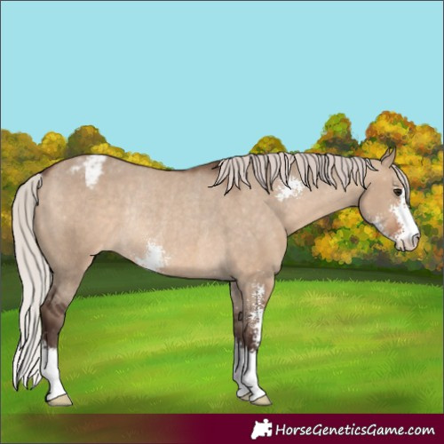 Horse Color:Silver Brown Dun Sabino Appaloosa Rabicano 