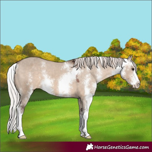 Horse Color:Silver Brown Dun Sabino Appaloosa