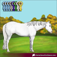 Horse Color:Silver Brown Dun Sabino Appaloosa Rabicano Brindle