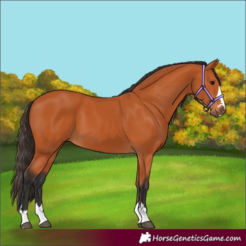 Horse Color:Bay 