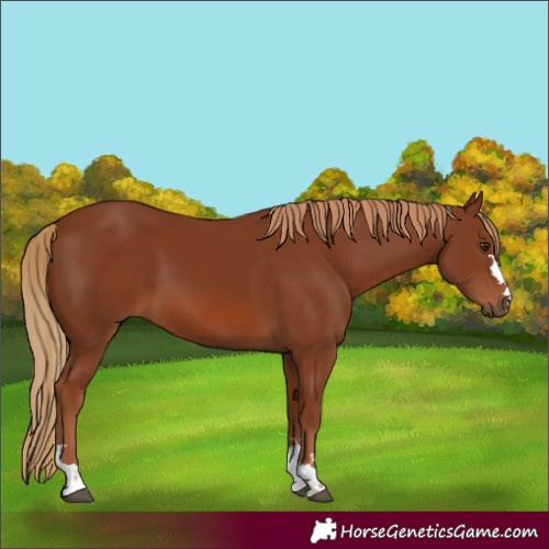 Horse Color:Chestnut 