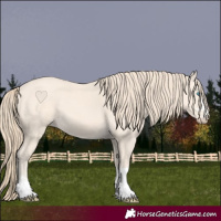 Horse Color:Perlino