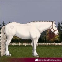 Horse Color:Perlino 