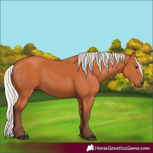 Horse Color:Silver Bay 