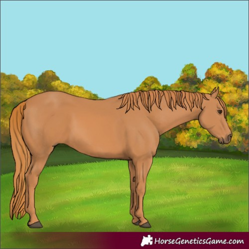 Horse Color:Chestnut 