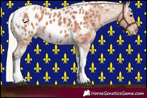 Horse Color:Silver Bay Ice Tobiano Appaloosa Rabicano 
