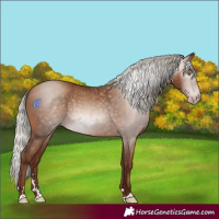 Horse Color:Gray Silver Sable Champagne 