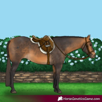 Horse Color:Buckskin 