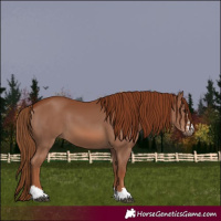 Horse Color:Chestnut 