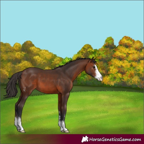 Horse Color:Brown Sabino 