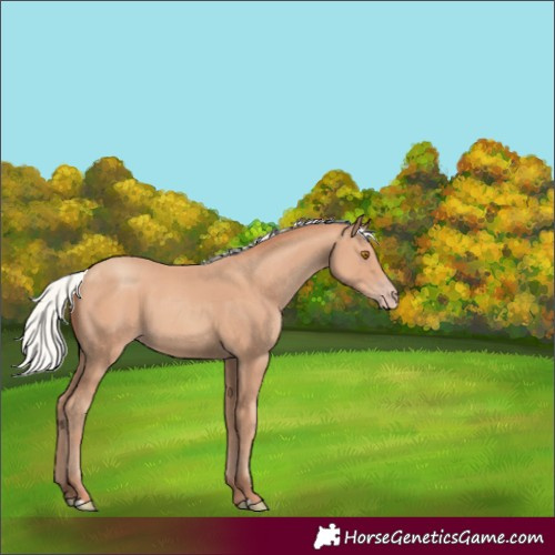 Horse Color:Silver Classic Champagne 