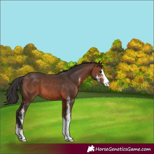 Horse Color:Brown Sabino 