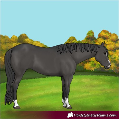 Horse Color:Black 