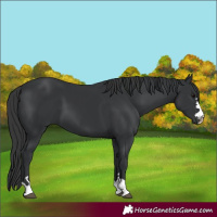 Horse Color:Black 