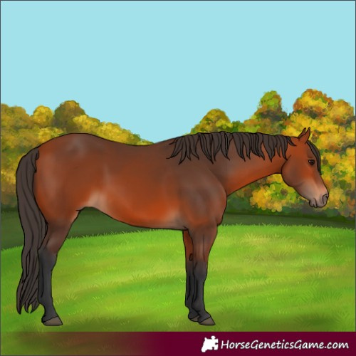 Horse Color:Bay 