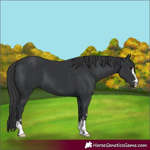Horse Color:Black 