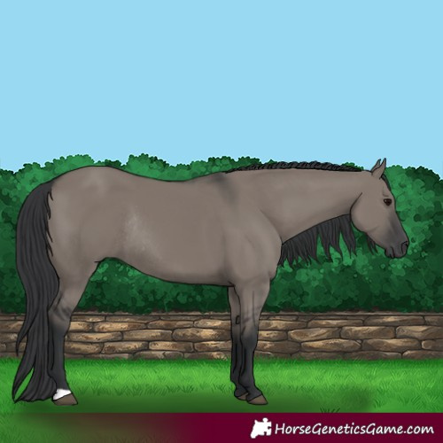 Horse Color:Grullo Rabicano 