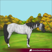 Horse Color:Blue Roan Tobiano 