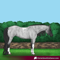 Horse Color:Blue Roan Tobiano 