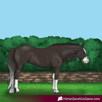 Horse Color:Liver Chestnut Splash 