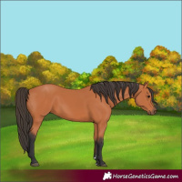Horse Color:Bay 