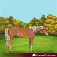 Horse Color:Chestnut 