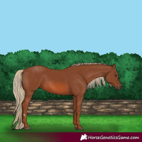 Horse Color:Chestnut 