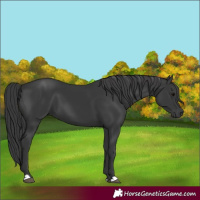 Horse Color:Black 