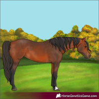 Horse Color:Bay 