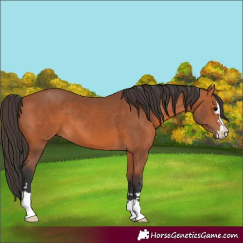 Horse Color:Bay 