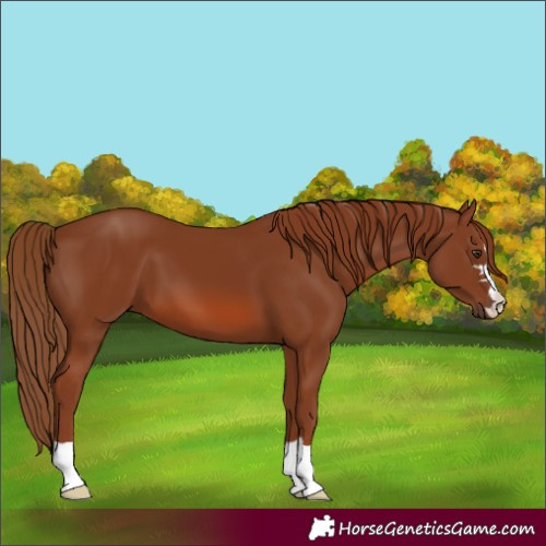 Horse Color:Chestnut 