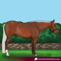 Horse Color:Silver Brown Rabicano 