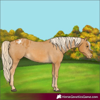 Horse Color:Palomino Appaloosa
