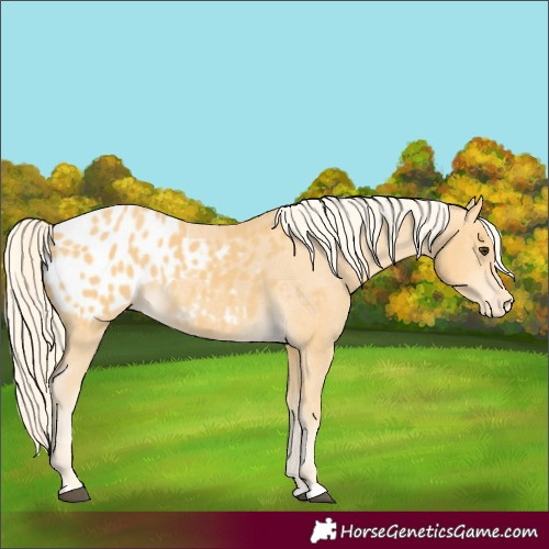 Horse Color:Palomino Appaloosa