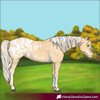 Horse Color:Palomino Appaloosa 