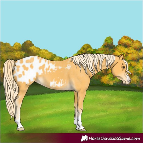 Horse Color:Palomino Blanket 