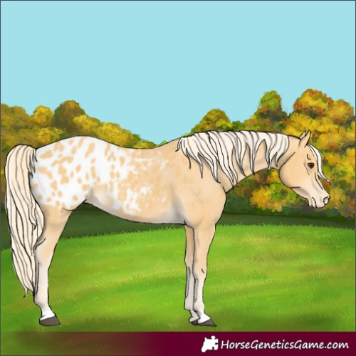 Horse Color:Palomino Appaloosa 
