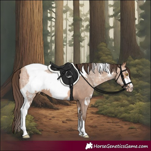 Horse Color:Amber Champagne Sabino Tobiano Appaloosa  and Amber Champagne Sabino Tobiano Frame Appaloosa 