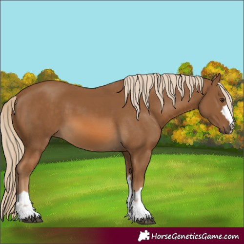 Horse Color:Unknown 
