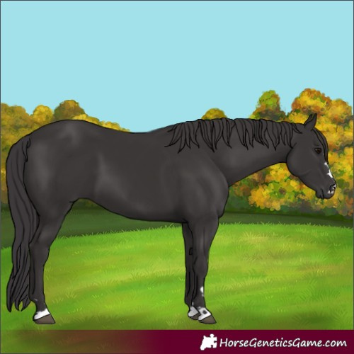 Horse Color:Smoky Black 