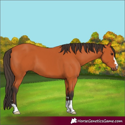 Horse Color:Bay 