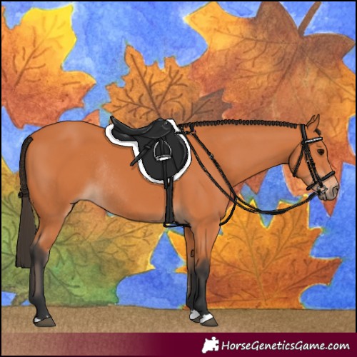 Horse Color:Bay Rabicano 
