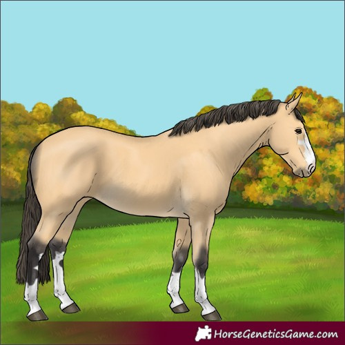 Horse Color:Buckskin 