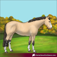 Horse Color:Buckskin 