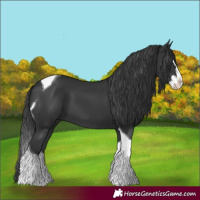 Horse Color:Black Splash Tobiano 