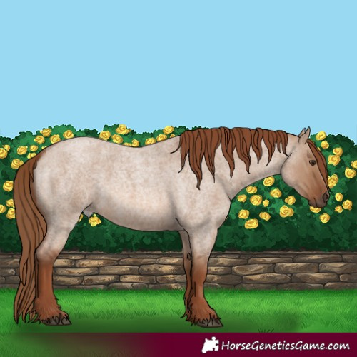 Horse Color:Red Dun Roan