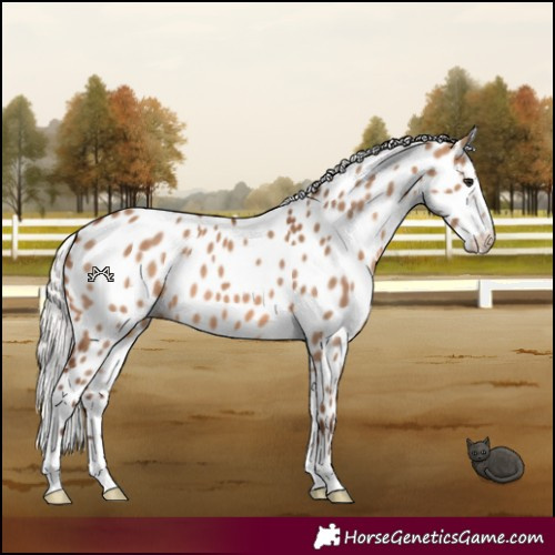 Horse Color:Silver Brown Dun Appaloosa 