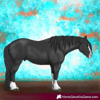 Horse Color:Black Splash Tobiano 