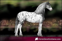 Horse Color:White Spotted Black Splash Tobiano Frame Near Leopard 
